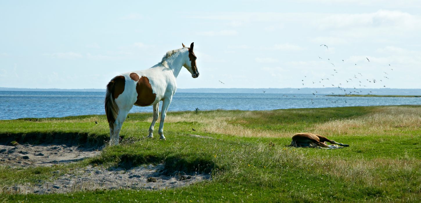 Agerø, hest