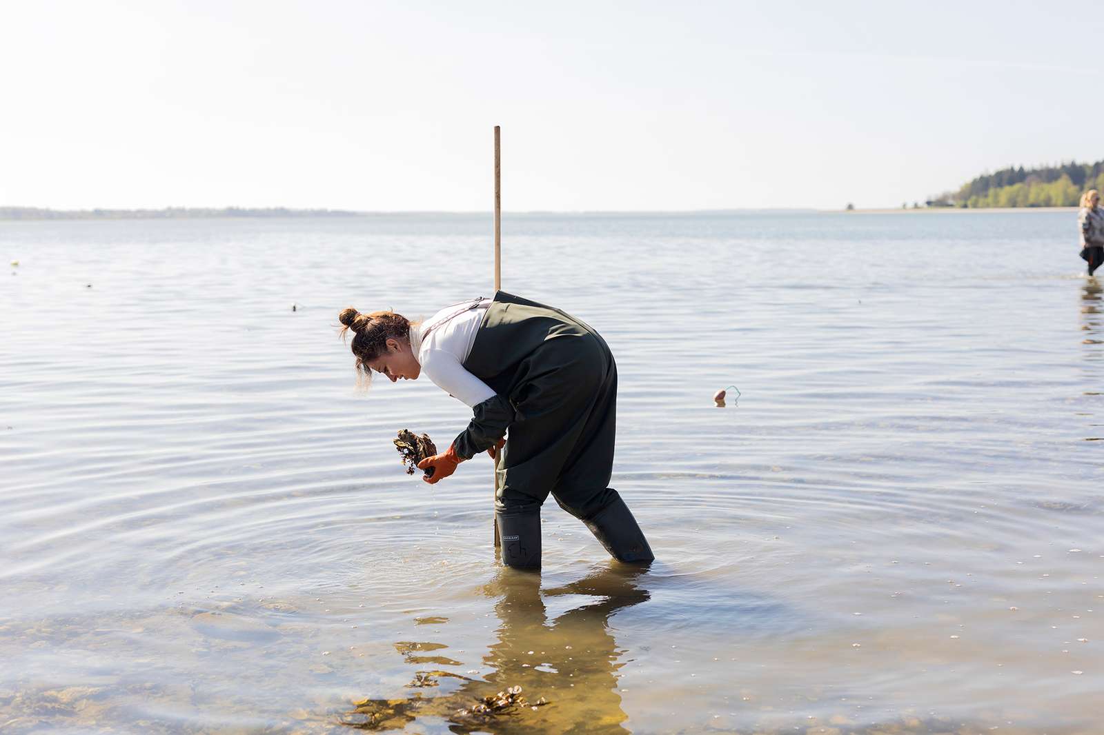 Østerssafari til Østersjagt